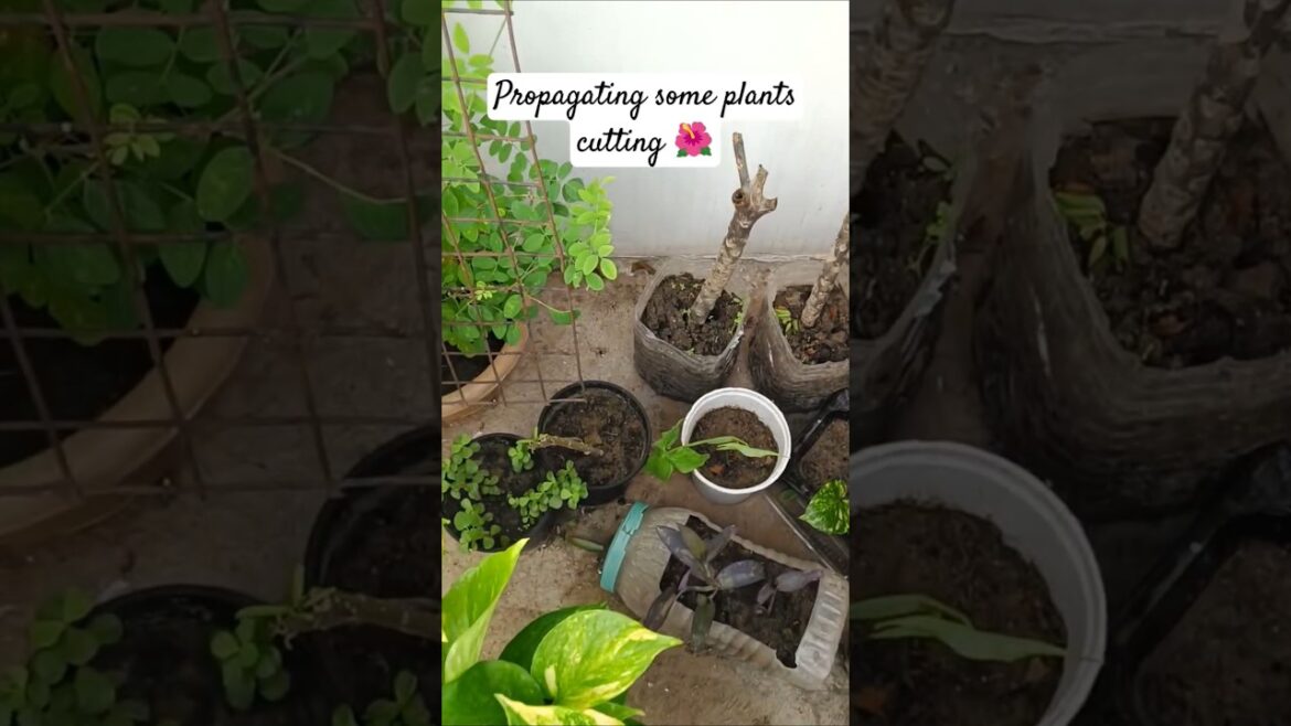 Propagation some plants cutting #timelapse #gardeningwithshivani05 #plantcareguide