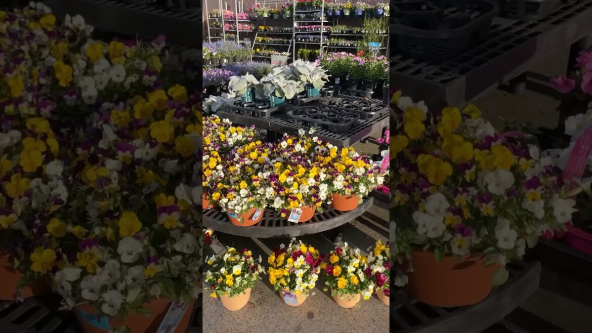 Costco Flower Plants Market In USA tour - 14