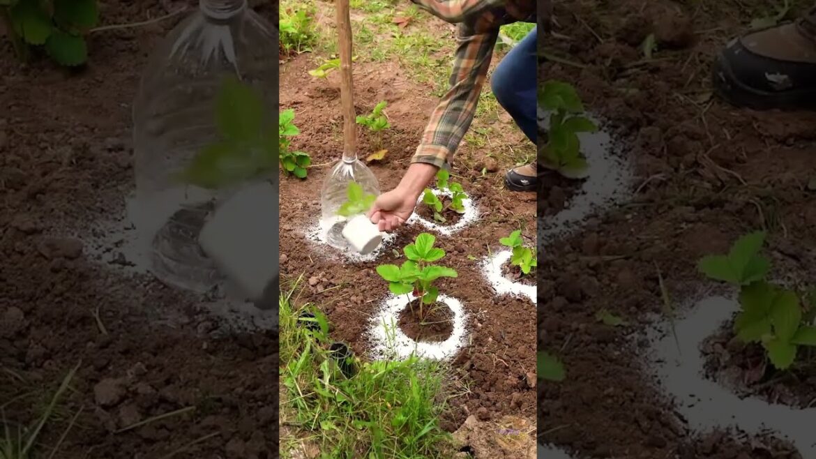 🌳🌴 New Backyard, New Lifestyle! Hacks to Unlock Hidden Potential! 🌳🌴 New Backyard, New Lifestyle! Hacks to Unlock Hidden Potential!