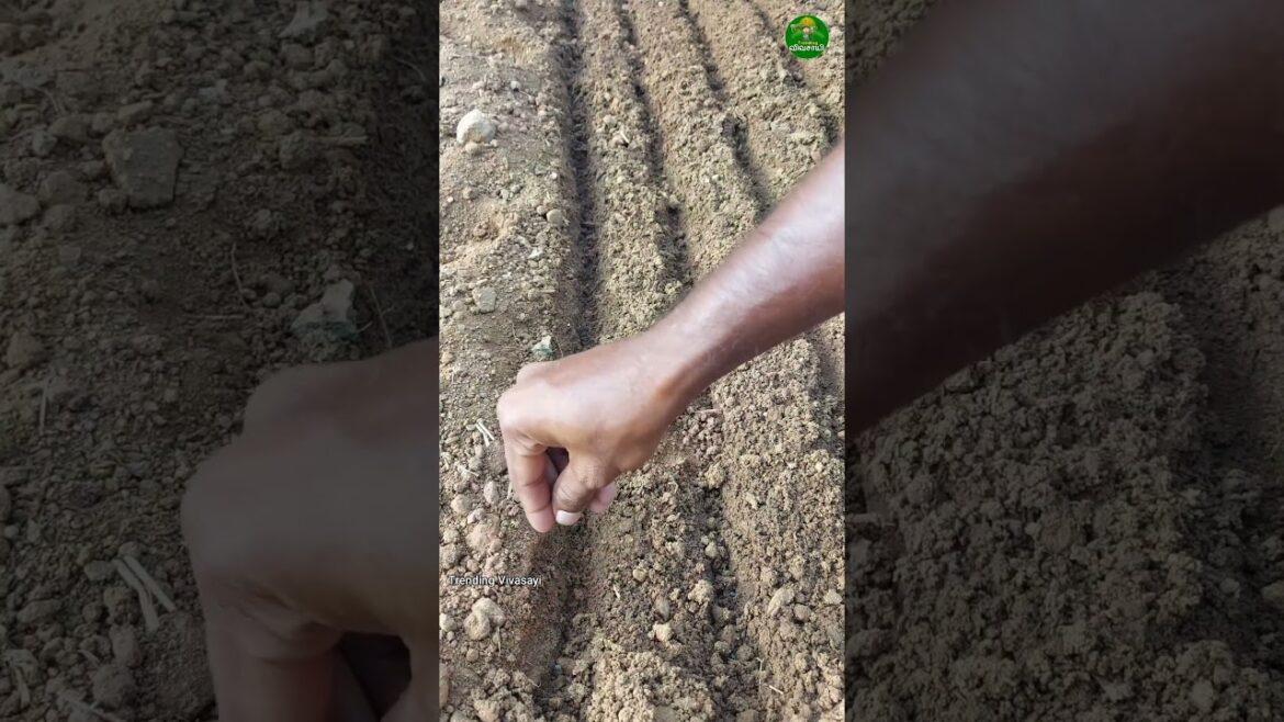 🔥Super idea👌🏻for sowing spinach!!👆🏻 #garden #tips #farming #short