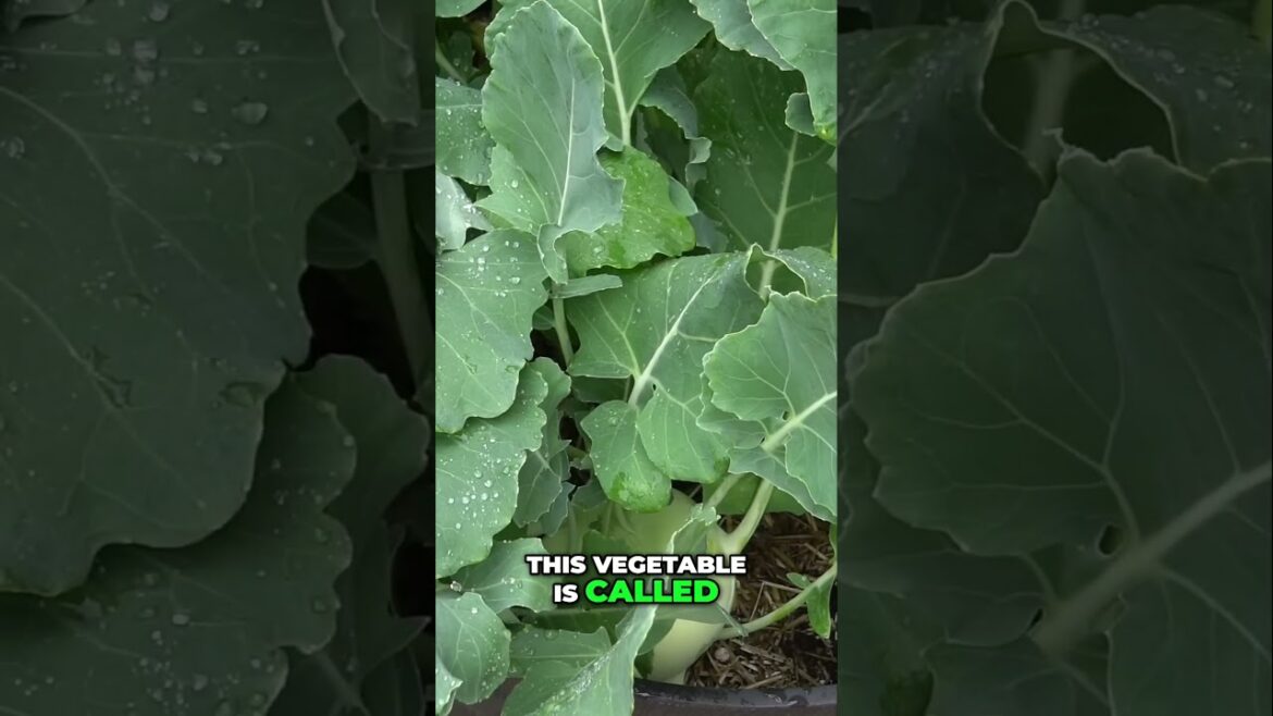 Growing & Eating Kohlrabi – The Underrated Superfood You Need to Try! 🥬💪