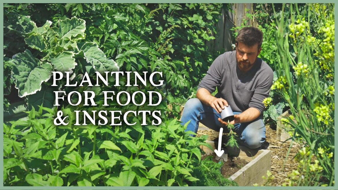 Tips for Filling The Garden With Useful Plants | The Kitchen Garden Ep4