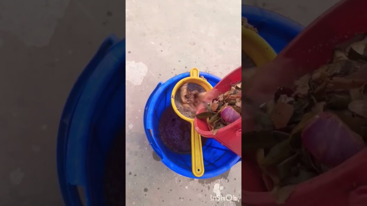 🌱best fertilizer ☘️ kitchen waste liquid fertilizer 🌱 terrace garden 👍🥰#youtubeshort #trending video 🌱best fertilizer ☘️ kitchen waste liquid fertilizer 🌱 terrace garden 👍🥰#youtubeshort #trending video