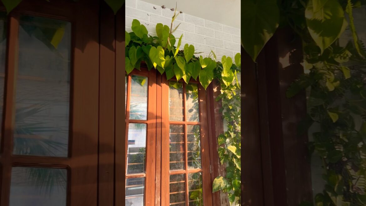 #entrance #garden #plants #gardening #flowers #gardendesign #decor #home#shorst