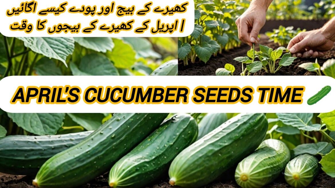 HOW TO GROW CUCUMBER SEEDS AND PLANTS | APRIL'S CUCUMBER SEEDS TIME |  VEGETABLES GARDEN. 🥒