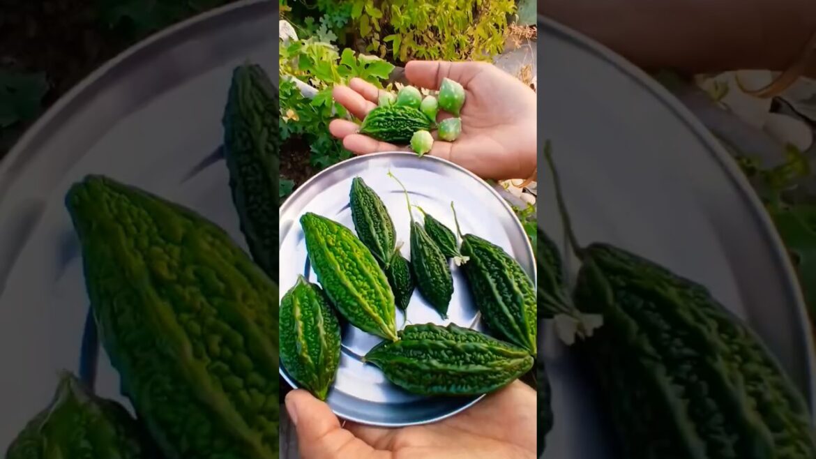 ਜੰਗਲੀ ਕਰੇਲੇ ਤੇ ਭਰਮੇ ਕਰੇਲੇ ਲੱਗਣੇ ਸ਼ੁਰੂ ਹੋ ਗਏ #karela #terrace #vegetables #shorts @HardeepVlogs18 ਜੰਗਲੀ ਕਰੇਲੇ ਤੇ ਭਰਮੇ ਕਰੇਲੇ ਲੱਗਣੇ ਸ਼ੁਰੂ ਹੋ ਗਏ #karela #terrace #vegetables #shorts @HardeepVlogs18