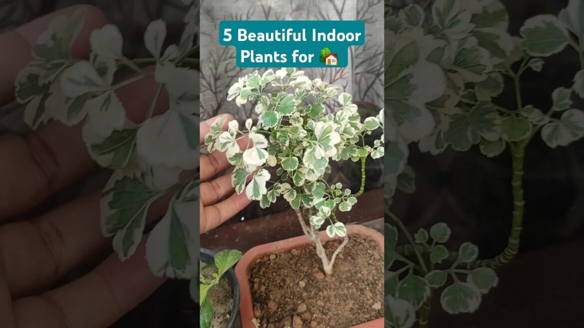 5 Beautiful Indoor Plants for Home !! #shorts #indoorplants