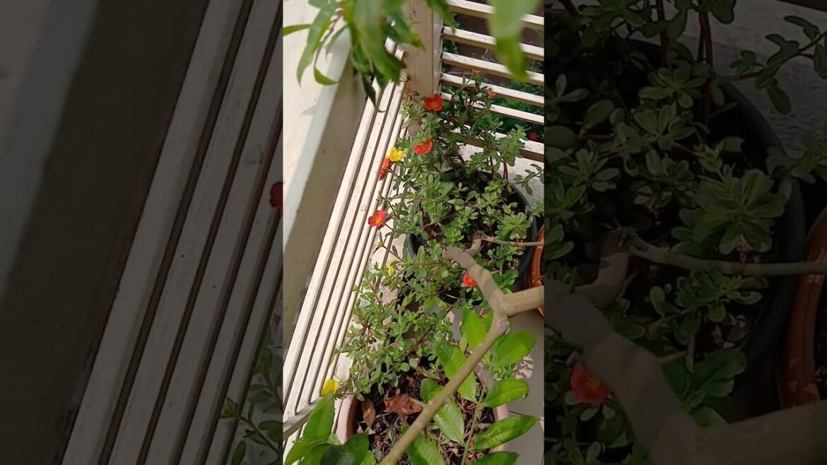 pottolika flower 🌼 🌸 #shorts #art #foryou #gardening #art #balconygarden