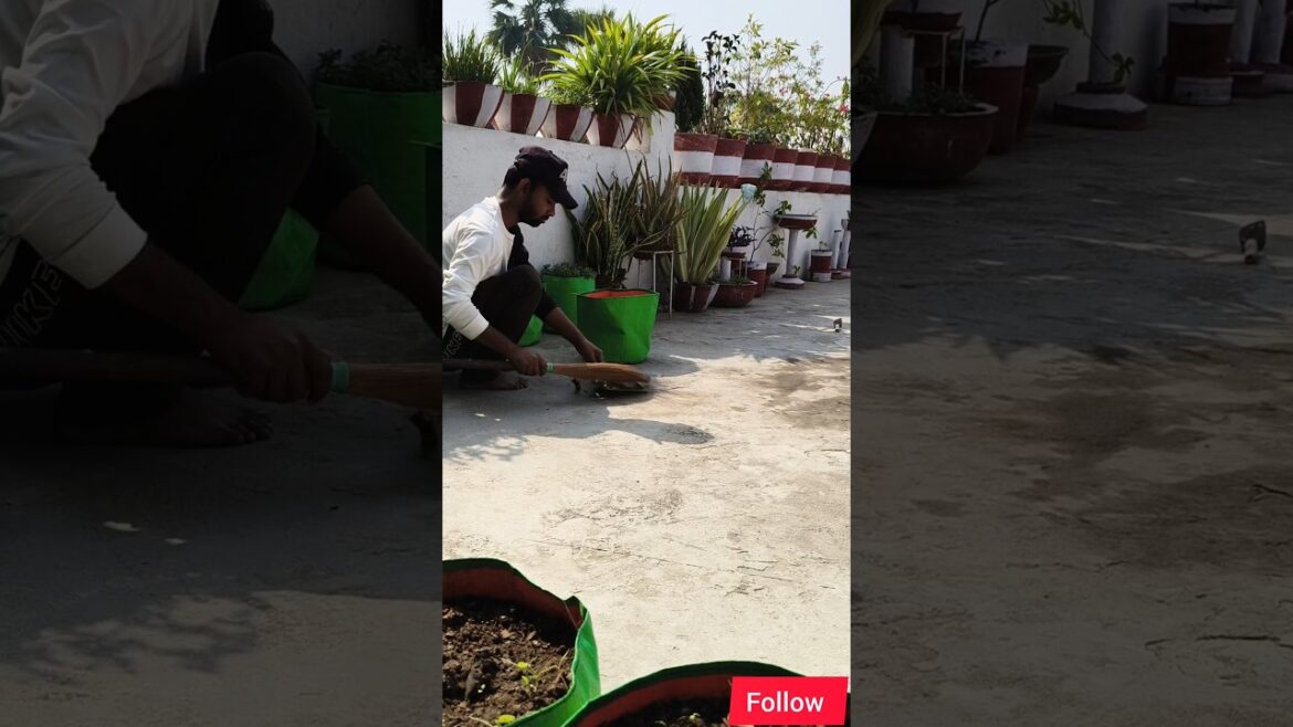 Summer Gardening ♥️ #gardendesign #gardeningideas #shahbaag Summer Gardening ♥️ #gardendesign #gardeningideas #shahbaag