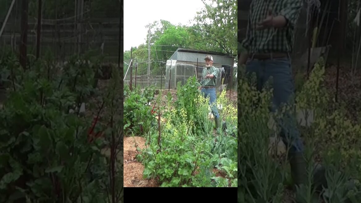 Oh No, why are my plants bolting #garden #growfoodnotlawns #vegetablegardening #growyourownfood Oh No, why are my plants bolting #garden #growfoodnotlawns #vegetablegardening #growyourownfood