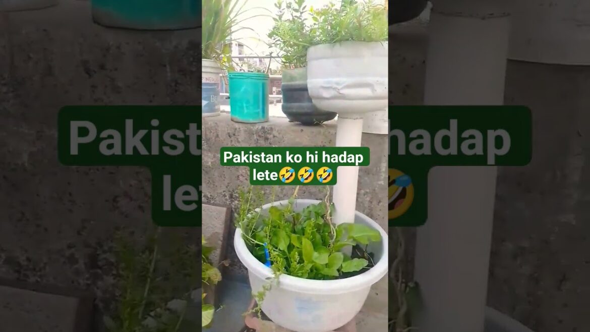 #terracegardenindia #plants #garden 🍀🍀🍀 #terracegardenindia #plants #garden 🍀🍀🍀