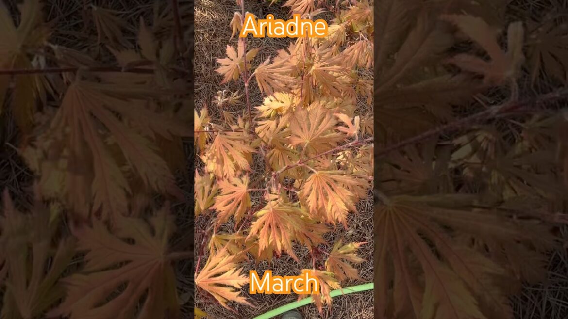 Ariadne Reticulated Japanese Maple (March)