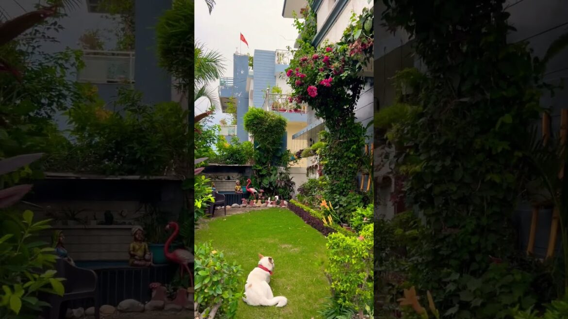Small house garden #gardendesign #gardening #gardeningtips #housegarden #shorts