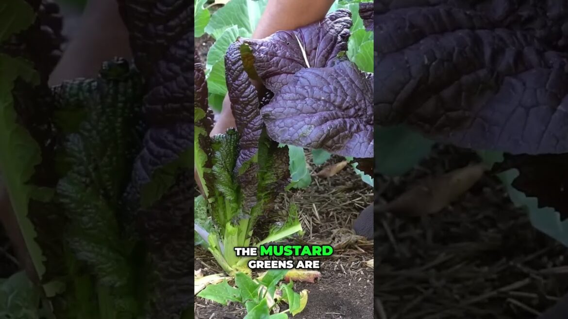 Grow GIANT Red Leaf Mustard Greens in Your Garden! 🌿 | Harvest Big Leaves Fast