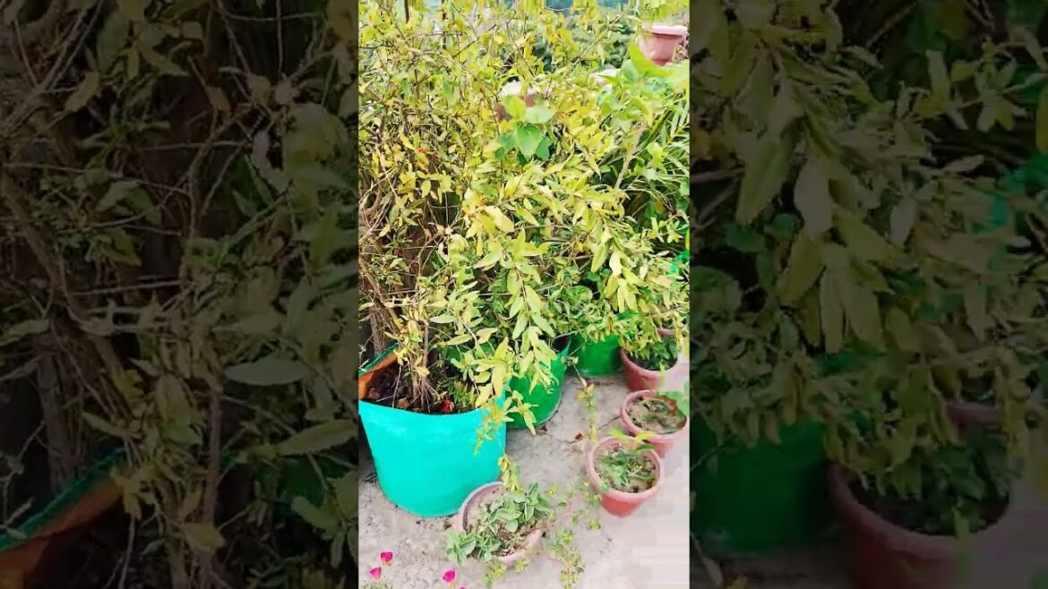 #garden #terracegardenindia #gardening #facts #farming #plants #ytshorts #trending #gardeningplants