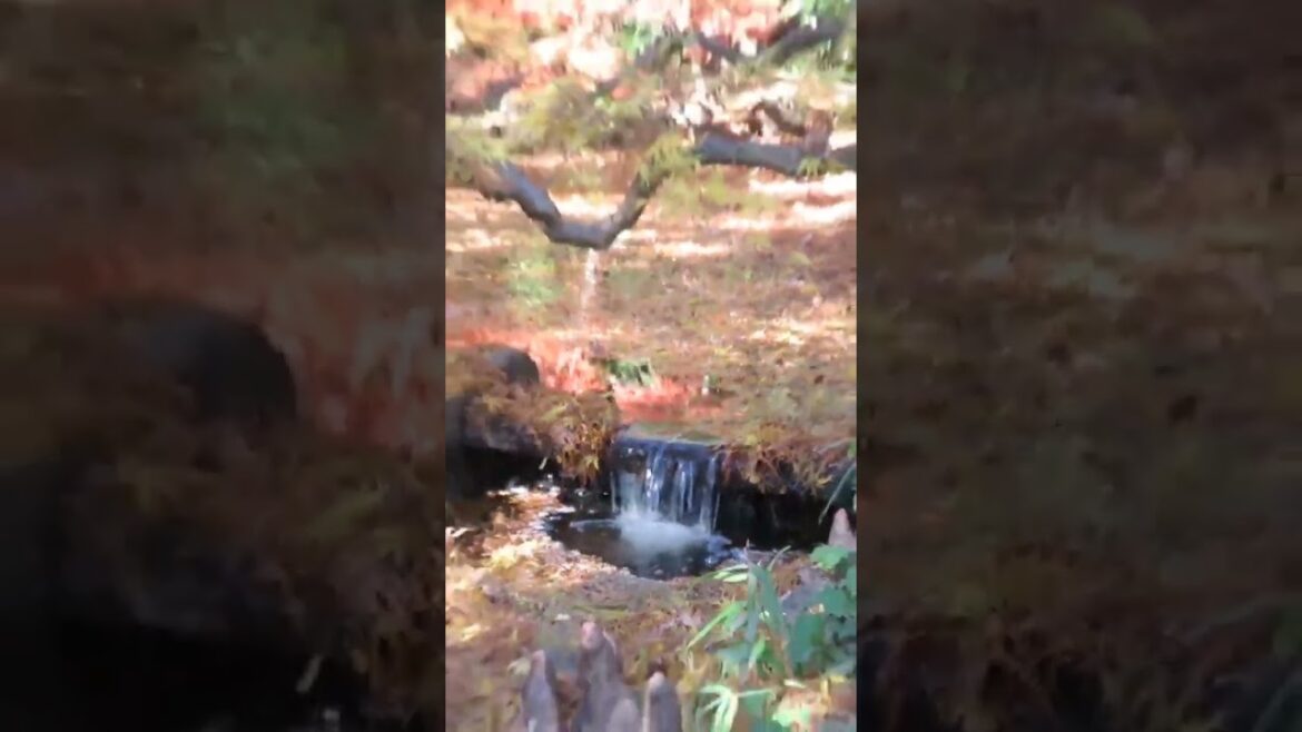 Beautiful Japanese Garden