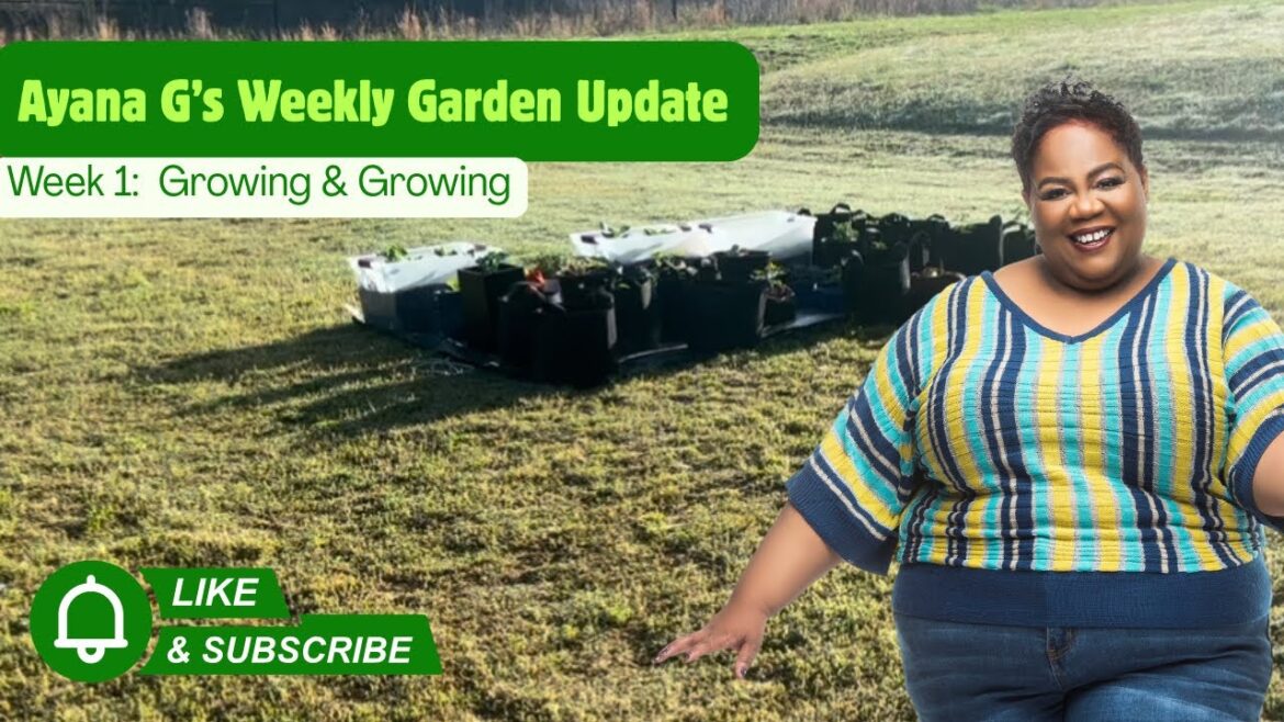 Ayana G’s Weekly Garden Update: Backyard Container Gardening Ayana G’s Weekly Garden Update: Backyard Container Gardening