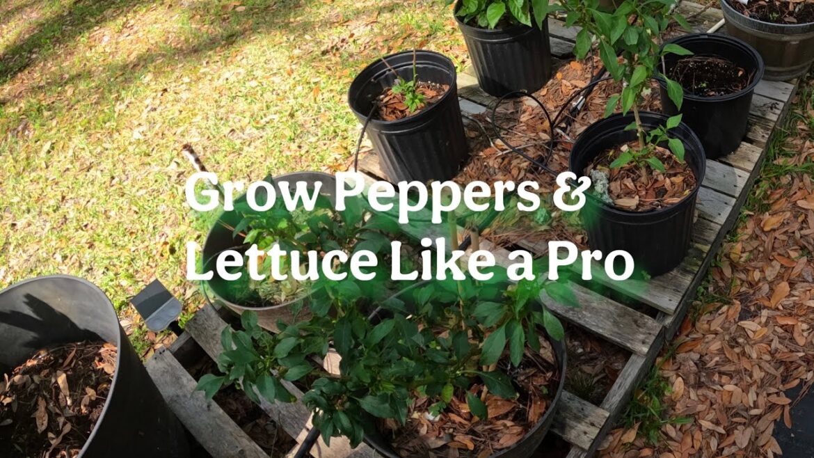 Grow Peppers & Lettuce Like a Pro: Tips and Tricks For Beginners Grow Peppers & Lettuce Like a Pro: Tips and Tricks For Beginners