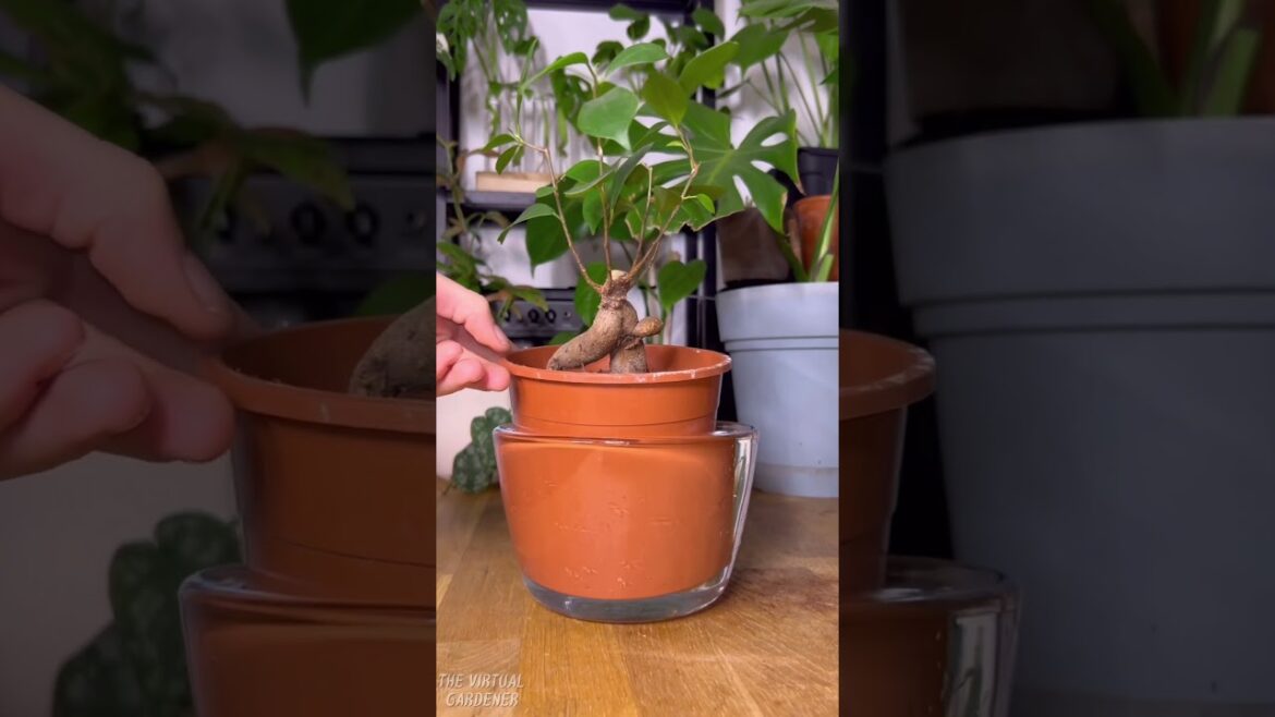 the truth about watering: more isn’t better for plants! the truth about watering: more isn’t better for plants!