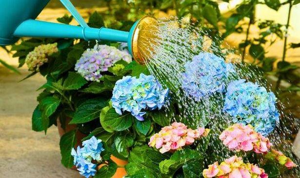  As May rolls in and hydrangeas start to sprout anew, gardeners might be tempted to fertilize or prune them, hoping to spur on more lavish flowers later on.