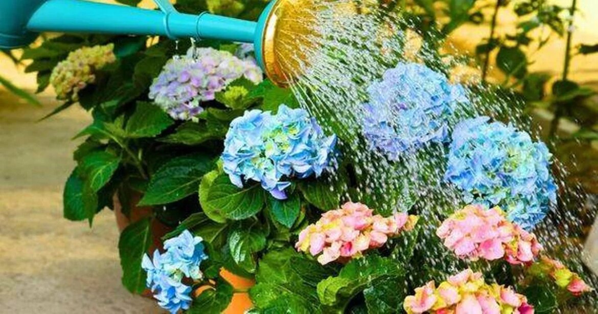 Hydrangeas need proper watering – and avoiding one common gardening mistake will help them grow trust project logo