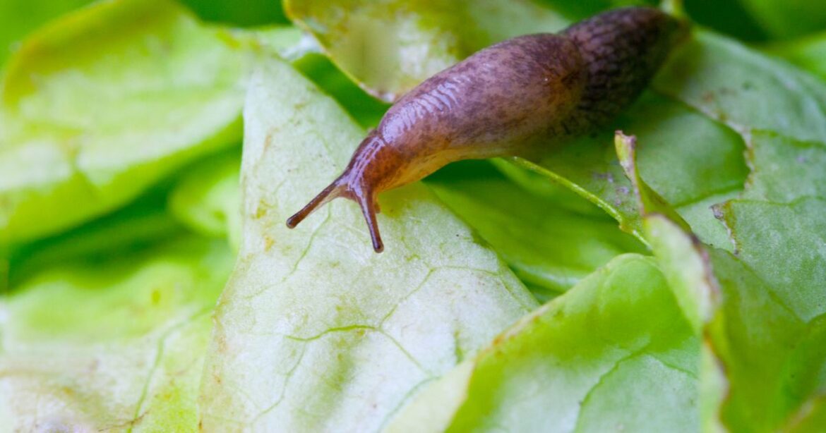 Households urged to cut up old tea towels to keep slugs away from plants Households urged to cut up old tea towels to keep slugs away from plants