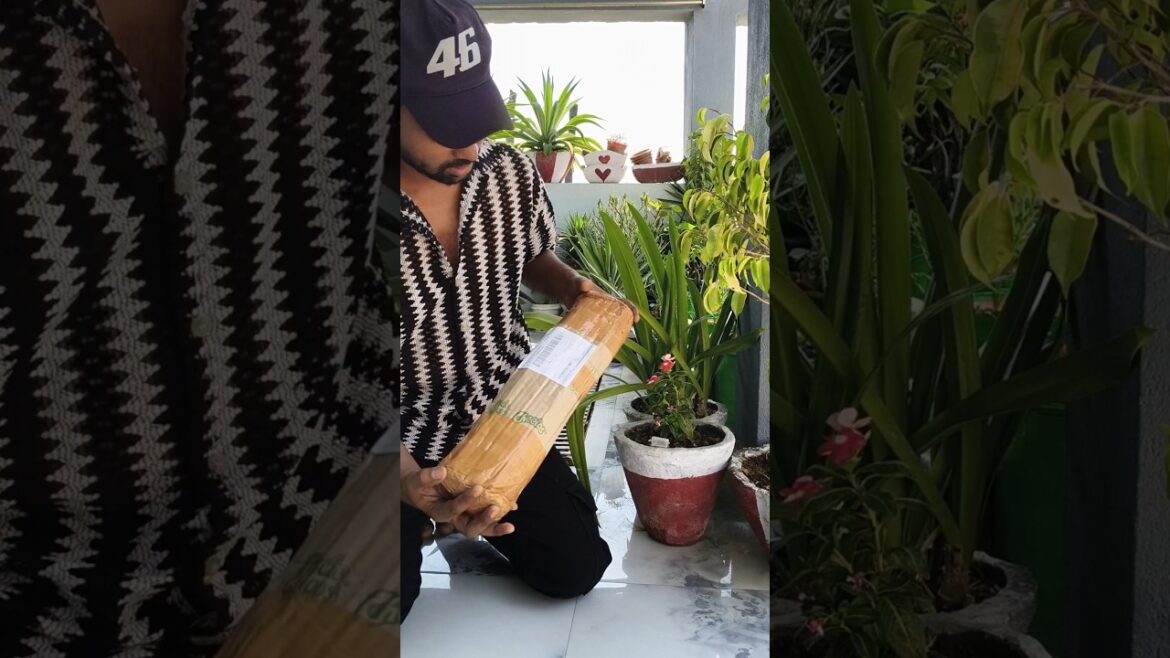 Online plants shopping ЁЯЫТ #garden #terracegarden #shorts #shahbaag Online plants shopping ЁЯЫТ #garden #terracegarden #shorts #shahbaag