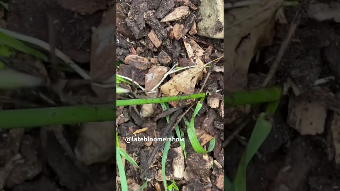 Wolf Spiders loaded with eggs! #garden #wolfspider