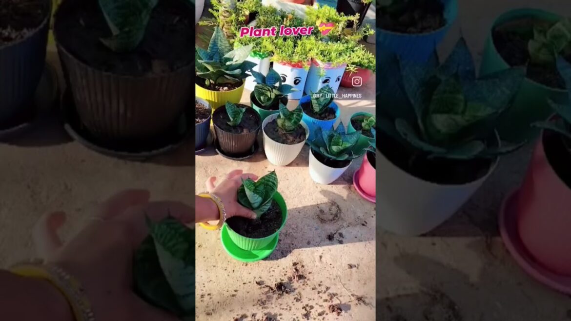 🥰🥰 #gardening #home #nature #youtubeshorts