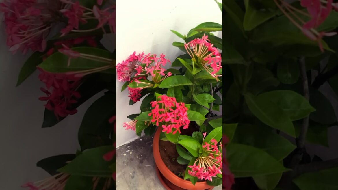 Beautiful plants|plants lover ♥️subscribe #trending #shorts #viral Beautiful plants|plants lover ♥️subscribe #trending #shorts #viral