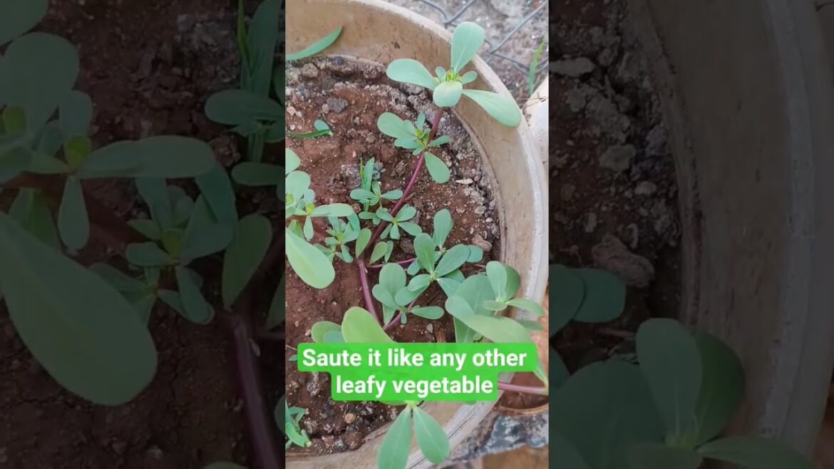 Purslane | Edible Ground Cover | Lunak | Luni Bhaji | Kulfa | Edible Weeds Purslane | Edible Ground Cover | Lunak | Luni Bhaji | Kulfa | Edible Weeds