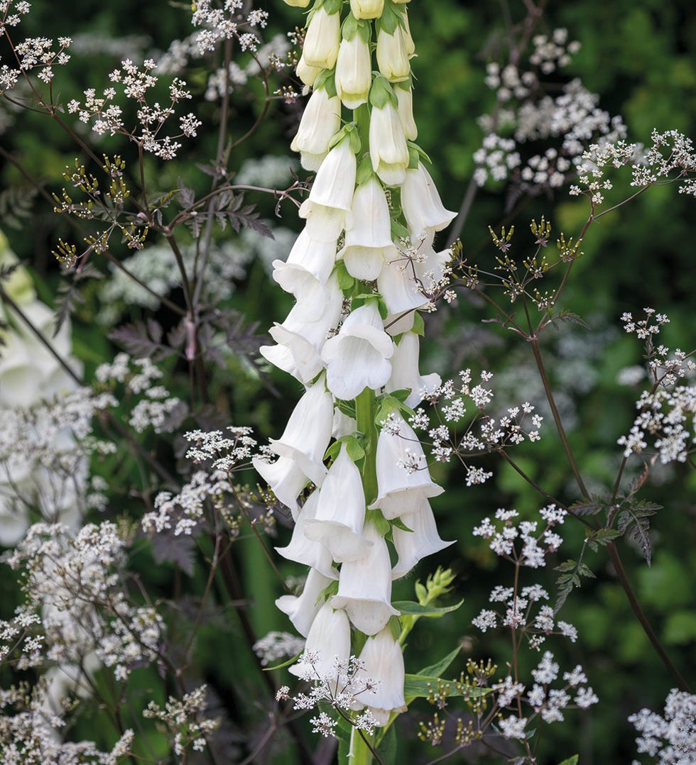 Digitalis purpurea f. albiflora