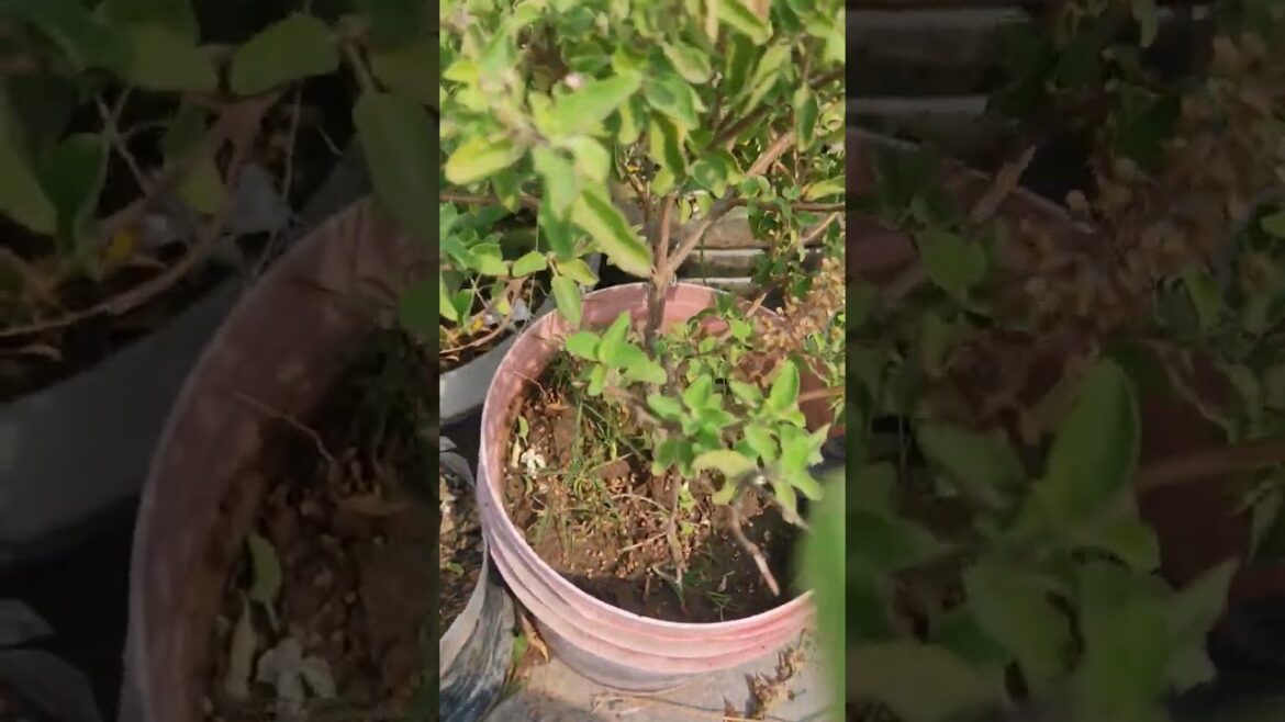 #motivation #motivational #facts #love #ashtrology #gardenplants #vastuastrology #gardeningplants #motivation #motivational #facts #love #ashtrology #gardenplants #vastuastrology #gardeningplants