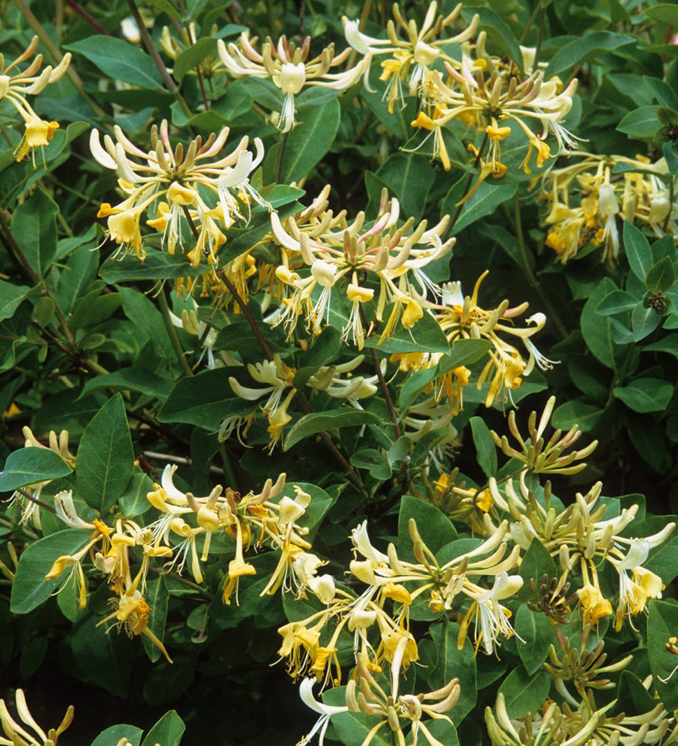 Lonicera periclymenum 'Graham Thomas'
