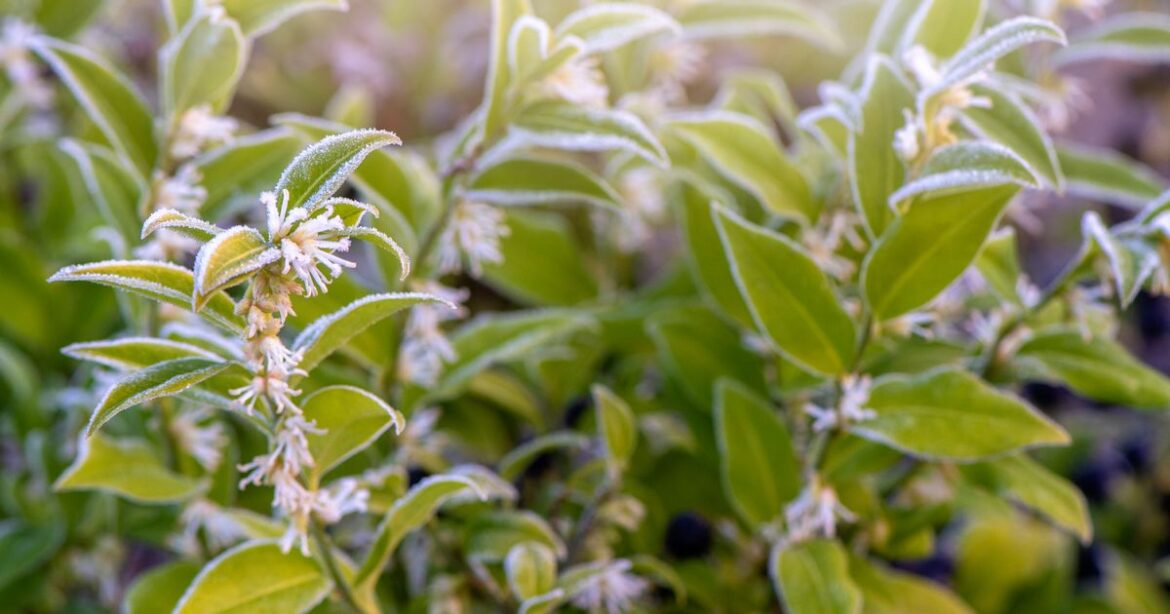 Patio pot plant that’s almost ‘unkillable’ is perfect for beginner gardeners Ipso logo