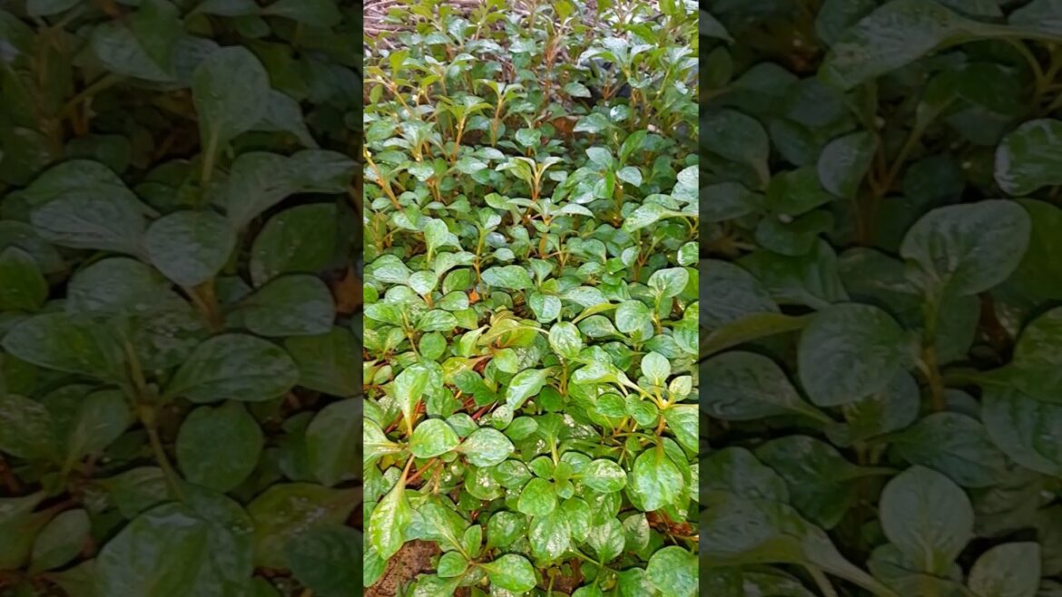 vegetable garden, malayalam, beautiful nature t3s
