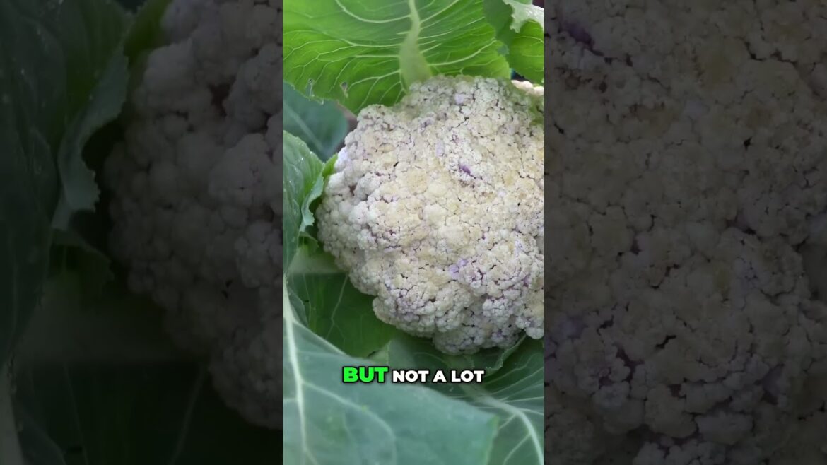 How to Grow & Harvest Purple Cauliflower – Stunning & Nutritious! 🟣🌿