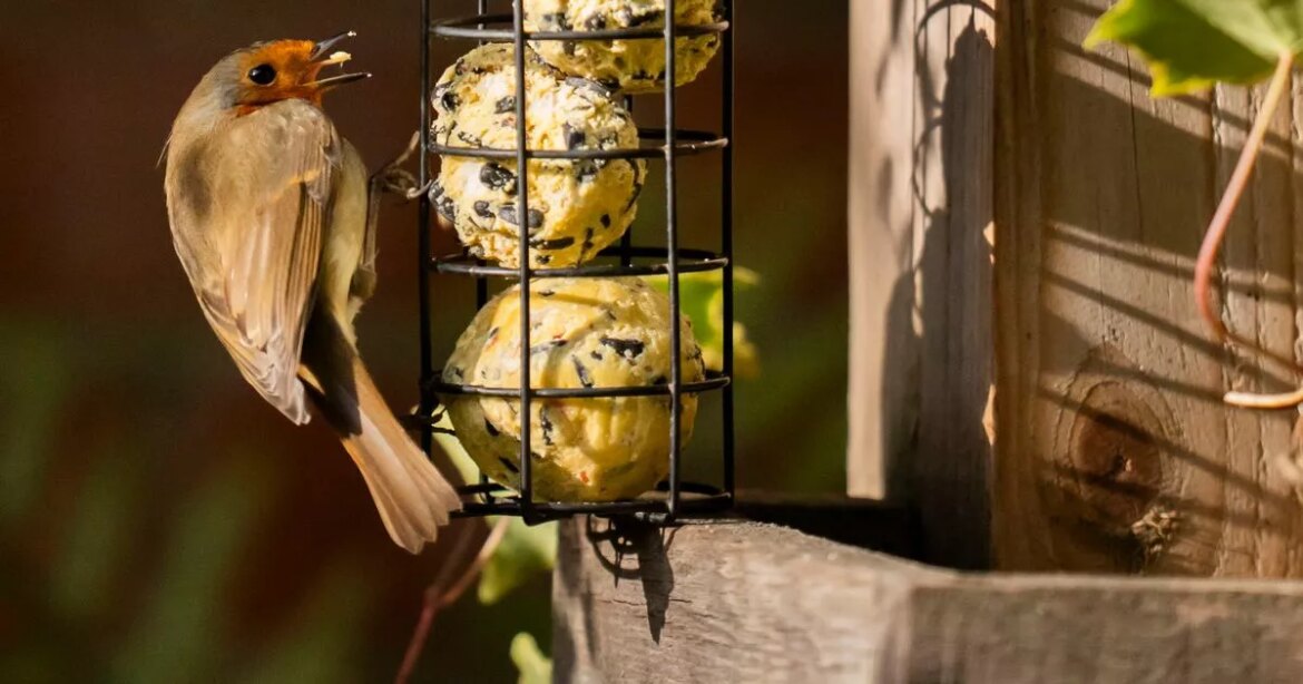 Gardeners’ World Monty Don issues warning to anyone with birds in their garden Ipso logo