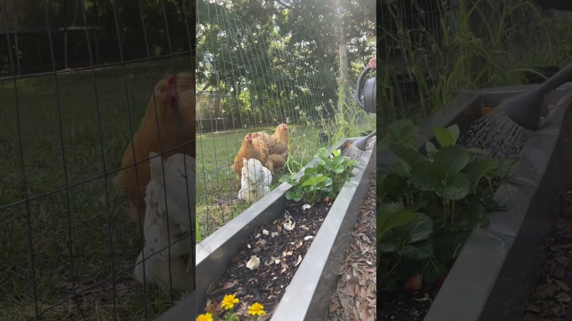 Watering the garden part 1 #gardening #garden #water #growyourownfood #backyardgarden #chickens