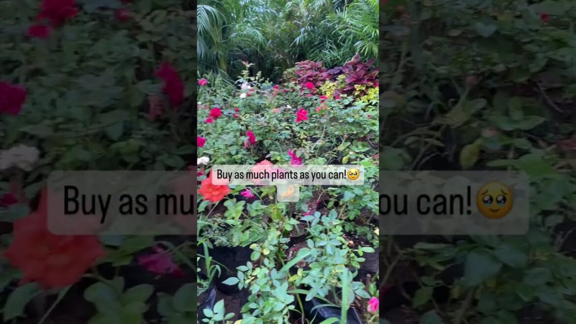 2025’S HAPPINESS HACK NO ONE IS TALKING ABOUT! 🌿 Buy ALL The Plants—Here’s Why! 😍