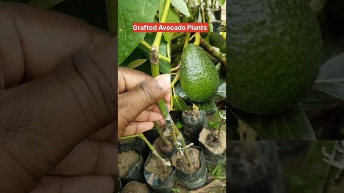 🥑Avocado Plants Available #avocadofarming 🥑Avocado Plants Available #avocadofarming