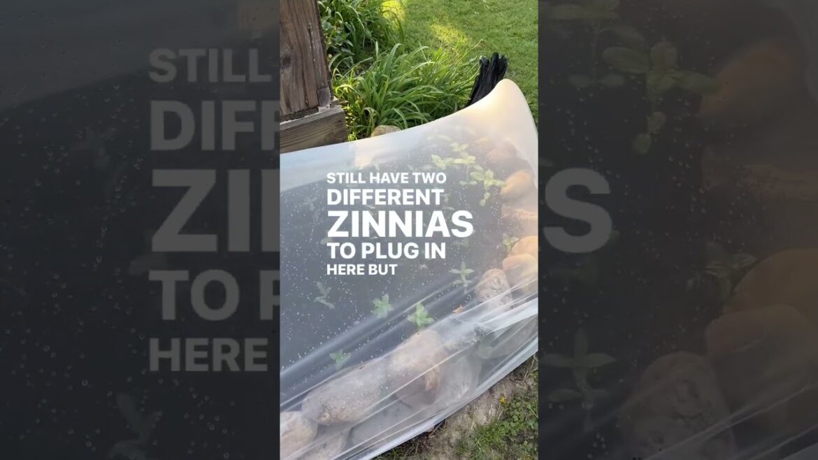 I have wanted to plant a cutting garden here for years! Follow along as the front of “The Inn”