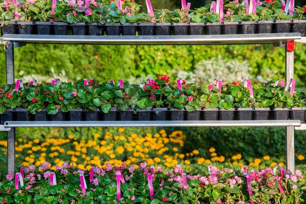 Diarmuid Gavin: Six standout plants that will add vibrancy to your summer garden Diarmuid Gavin: Six standout plants that will add vibrancy to your summer garden
