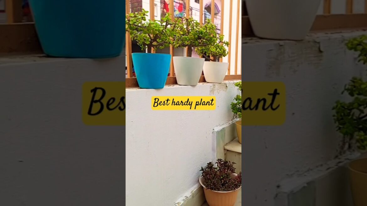 Best home plant#hardyplant#jade plant#gardening#shortvideo#🌳🌷 Best home plant#hardyplant#jade plant#gardening#shortvideo#🌳🌷