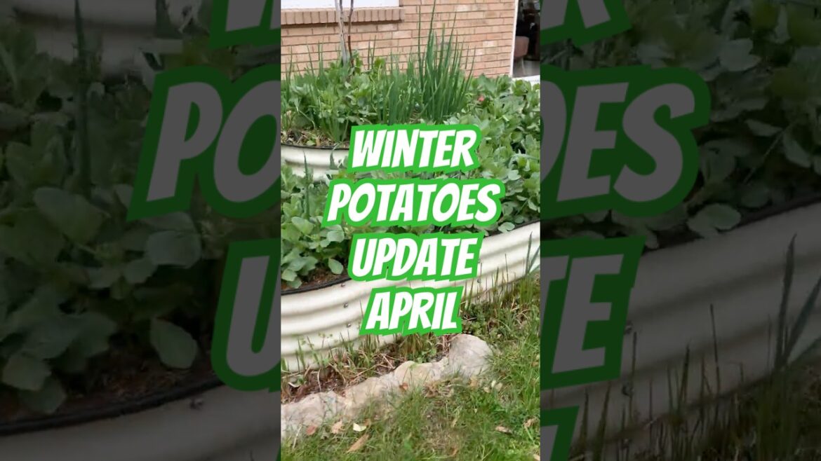 April Update Winter potatoes  #omg #potatoes #winter #diy #garden #gardening #tips  #vlog