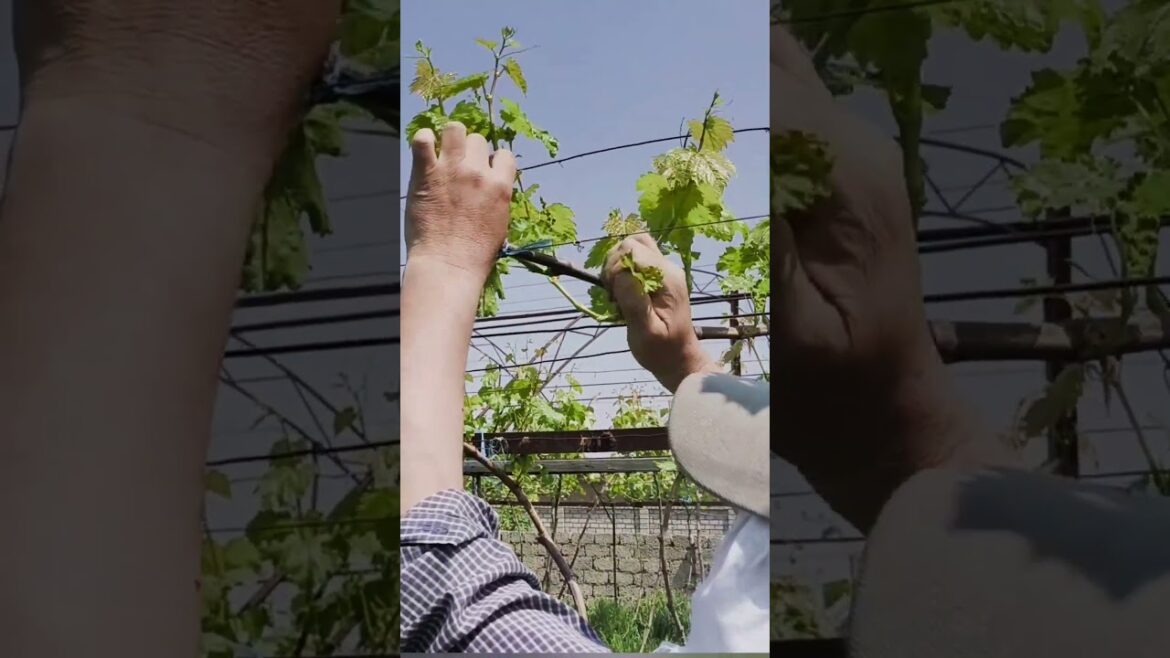 Sorting grape branches #grape #grapenation #how #gardening #garden #wine #fruit Sorting grape branches #grape #grapenation #how #gardening #garden #wine #fruit