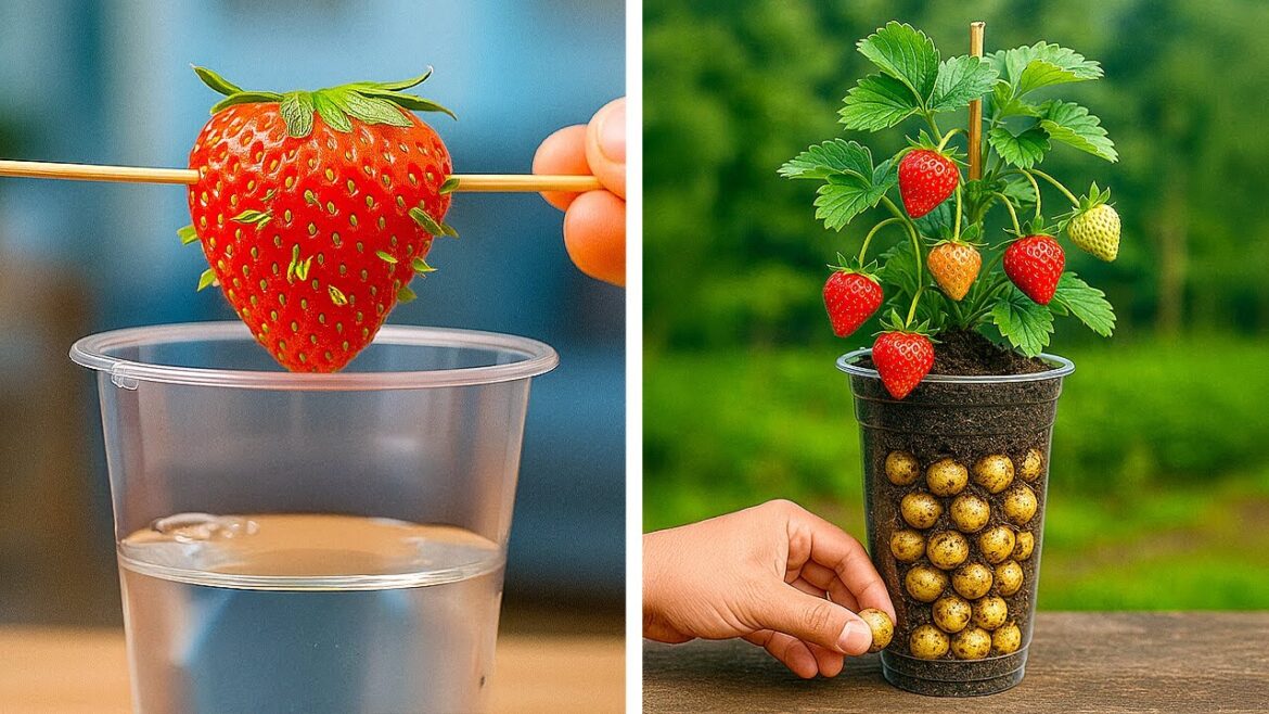 ๐ GENIUS GARDENING HACKS FOR PLANT LOVERS! Easy Tips for Healthy Plants ๐ฟโจ ๐ GENIUS GARDENING HACKS FOR PLANT LOVERS! Easy Tips for Healthy Plants ๐ฟโจ