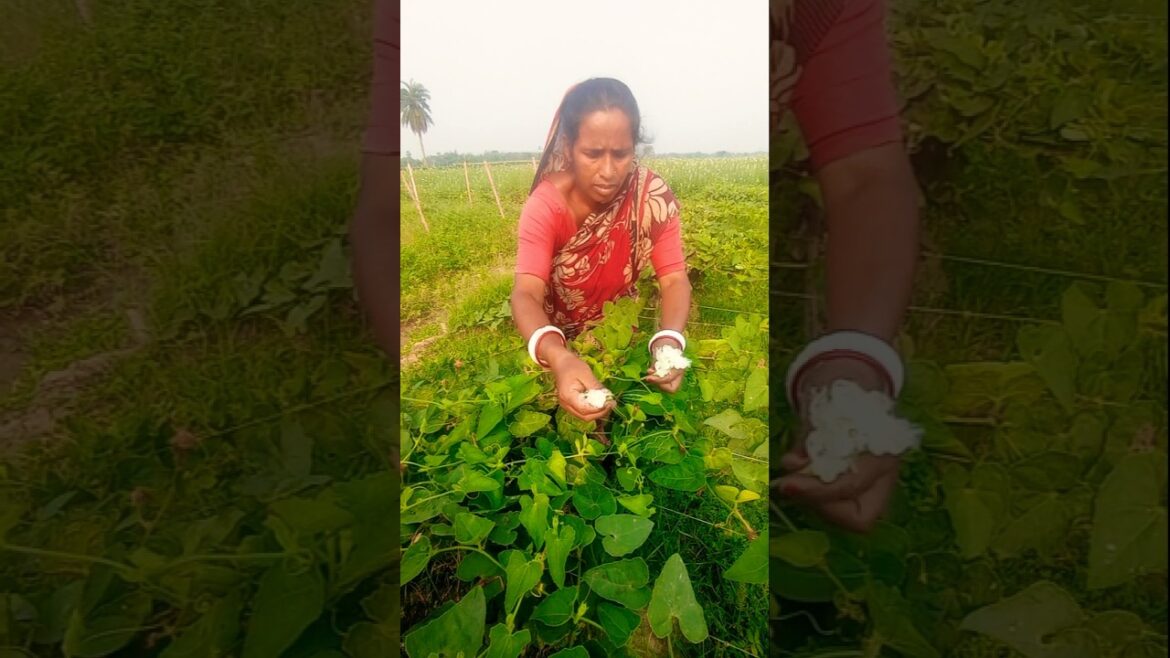 Woman Farmer Collects Male Pointed Gourd Flowers for Hand Pollination 🌼👩🌾 #shorts Woman Farmer Collects Male Pointed Gourd Flowers for Hand Pollination 🌼👩🌾 #shorts