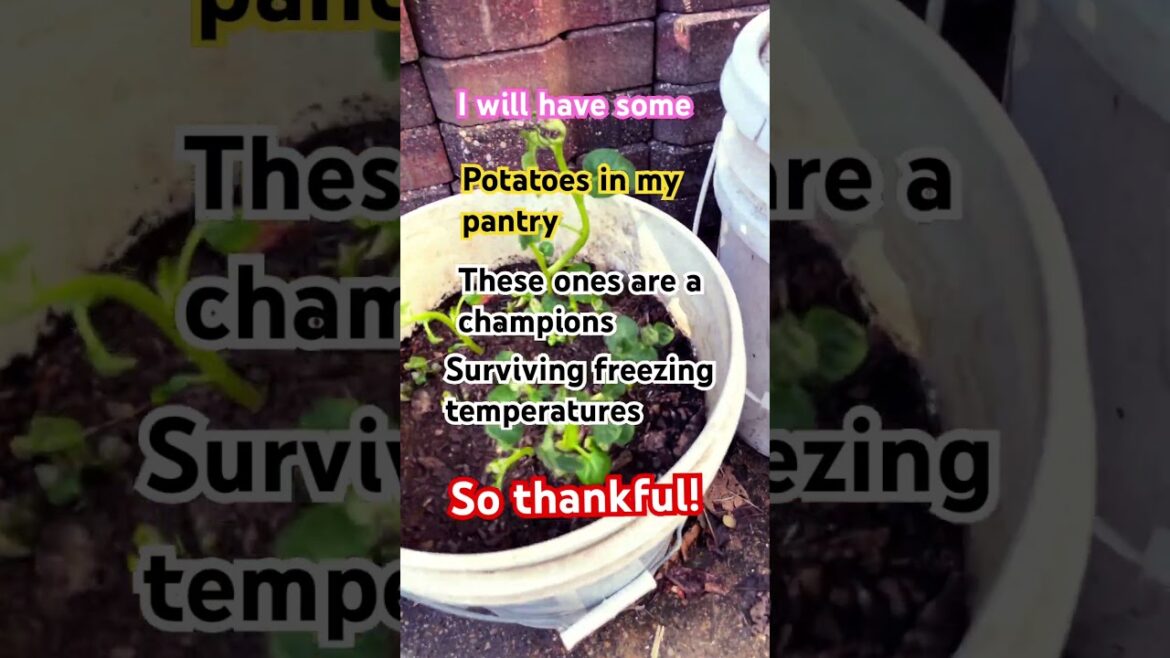 #garden #container #budgetfriendly #potato #free #food #happy #mother #day