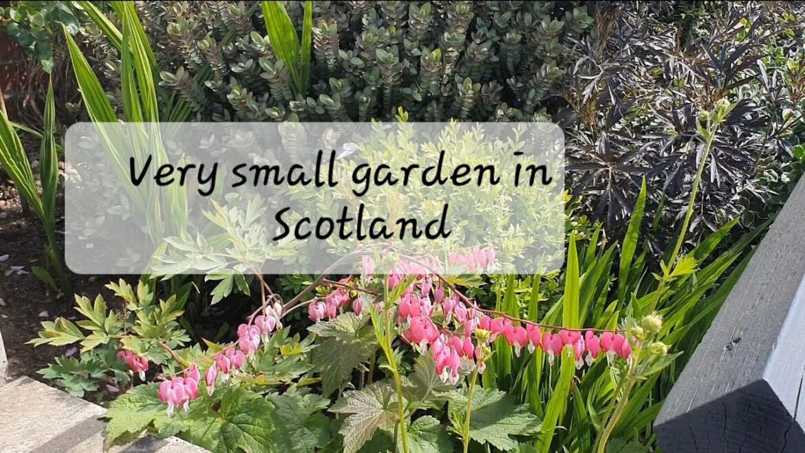 Ideas of small garden design, seasonal interest and low maintenance Ideas of small garden design, seasonal interest and low maintenance